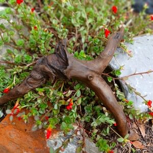 Artistic driftwood, cleaned & oiled 14"x10"